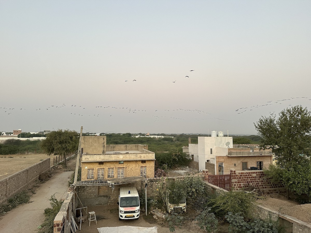 Grulla Damisela - ML646387012