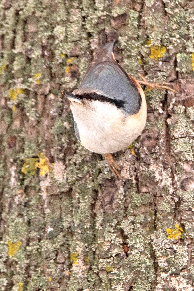 Trepador Azul - ML646387013