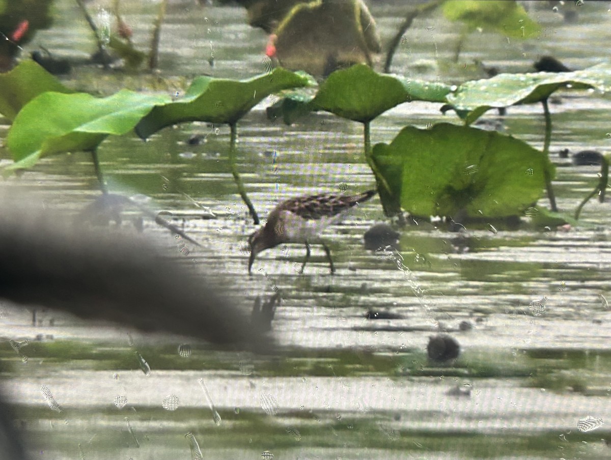 Correlimos Pectoral - ML646387014