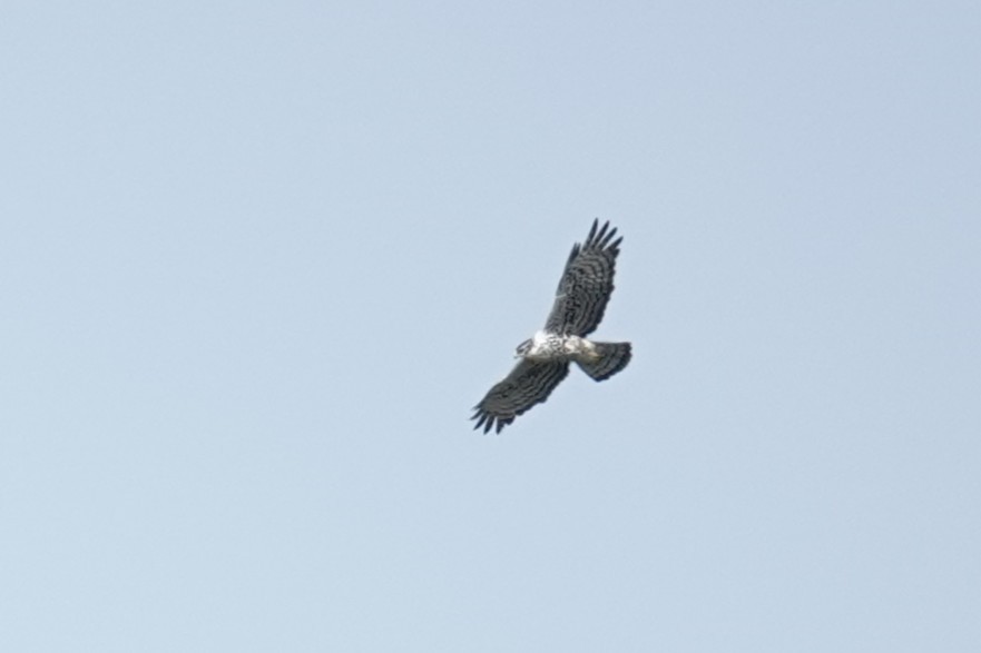 Águila de Ayres - ML646387015