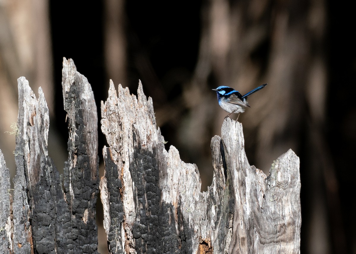 Maluro Soberbio - ML646387017