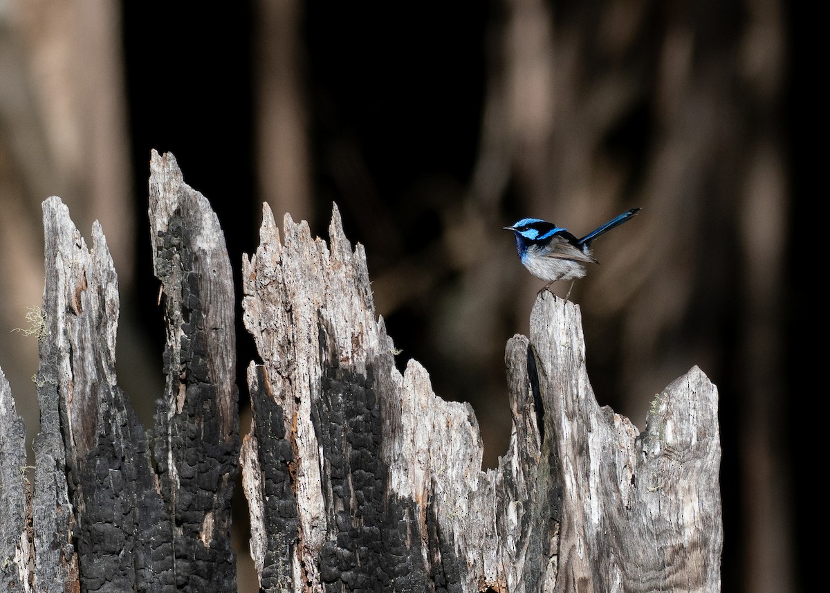 Maluro Soberbio - ML646387018