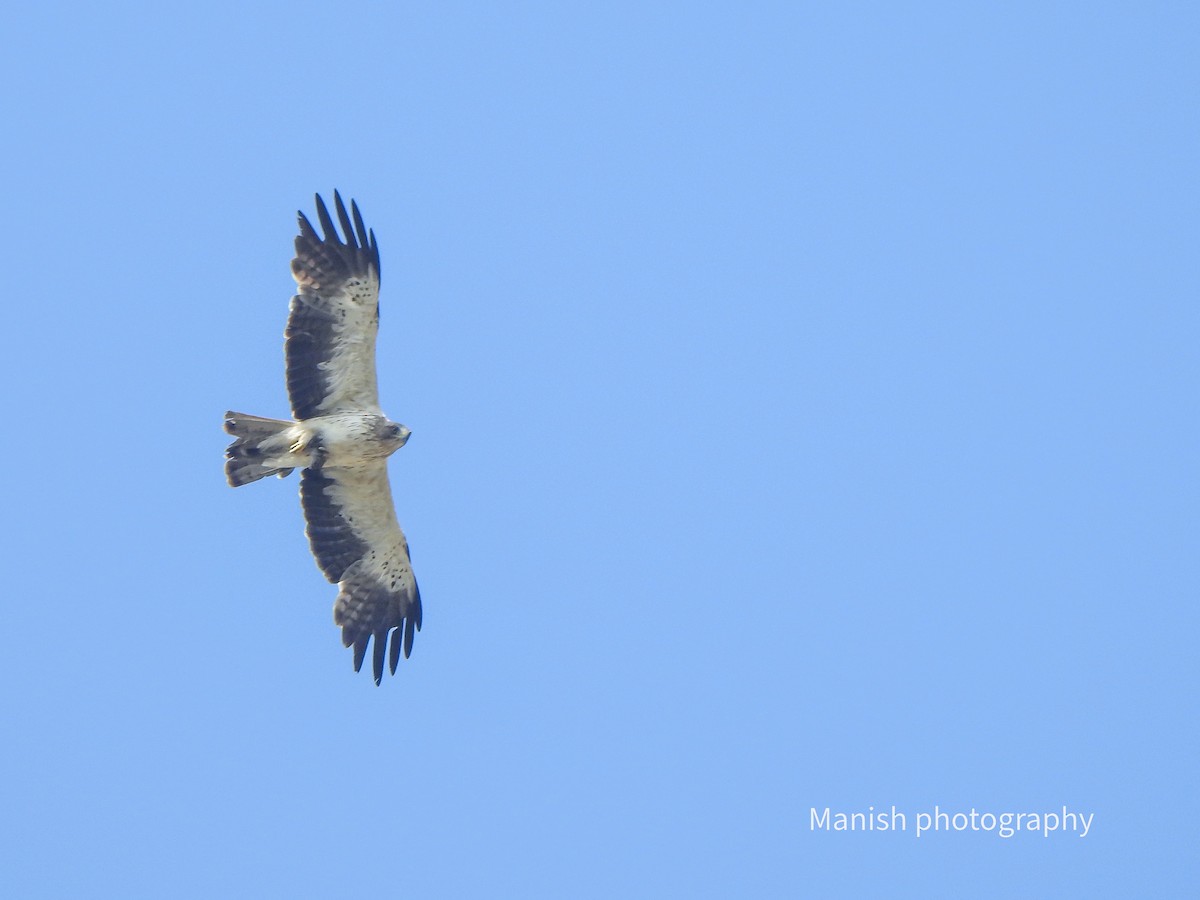 Águila Calzada - ML646387019