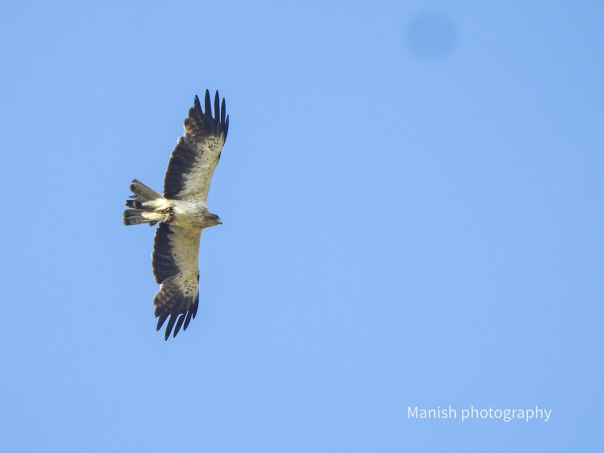 Águila Calzada - ML646387020