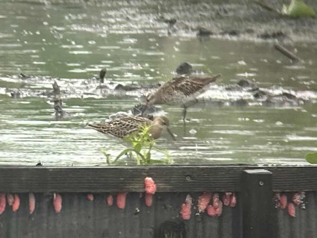 Correlimos Acuminado - ML646387021