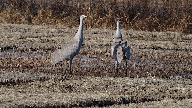 Sandhill Crane (Greater) - ML646387022