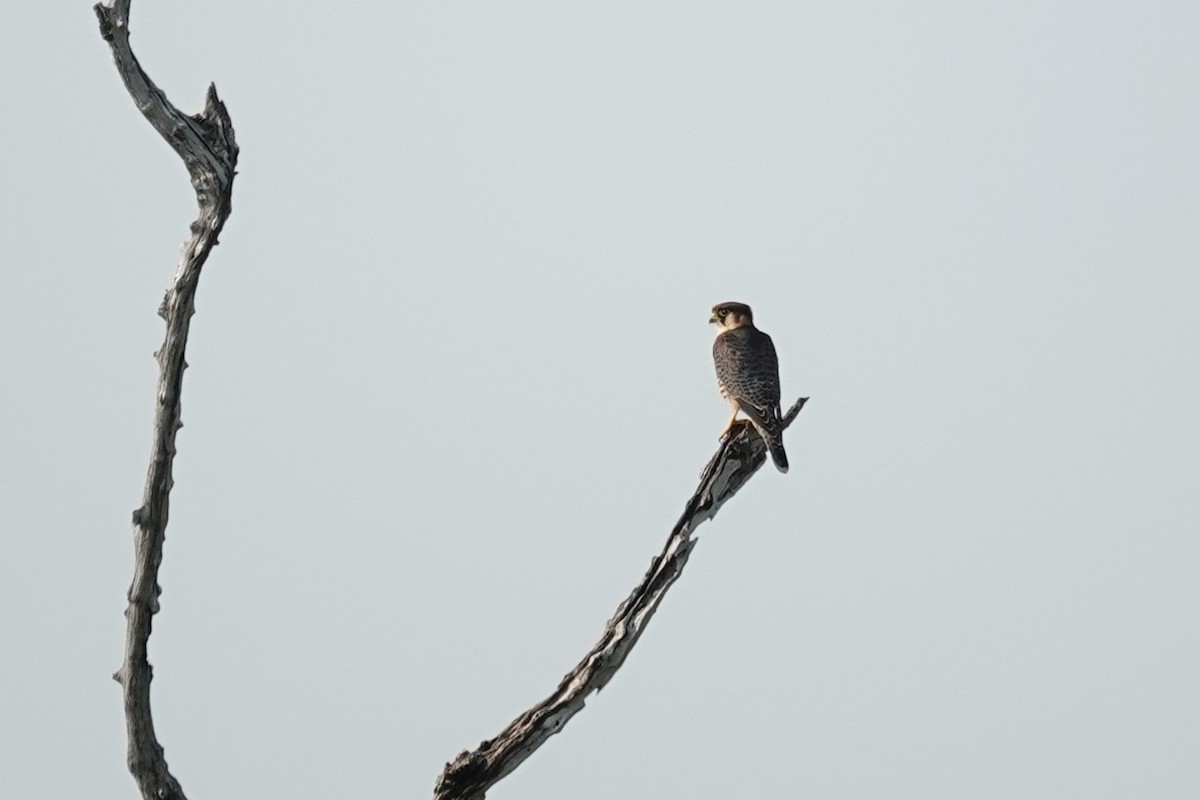 Alcotán Cuellirrojo - ML646387027