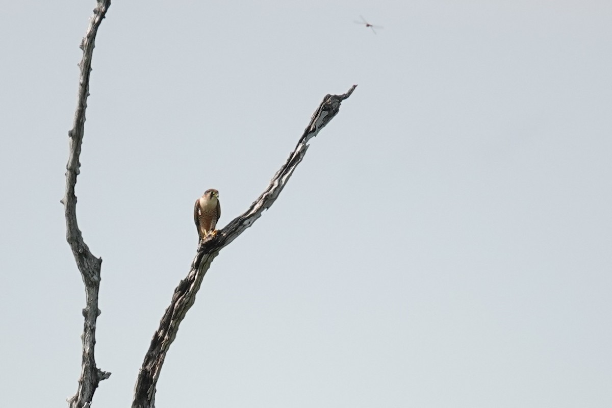 Alcotán Cuellirrojo - ML646387028