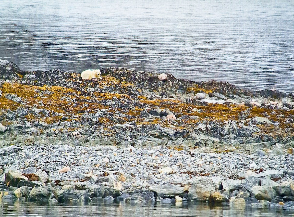 Polar Bear - ML646387029