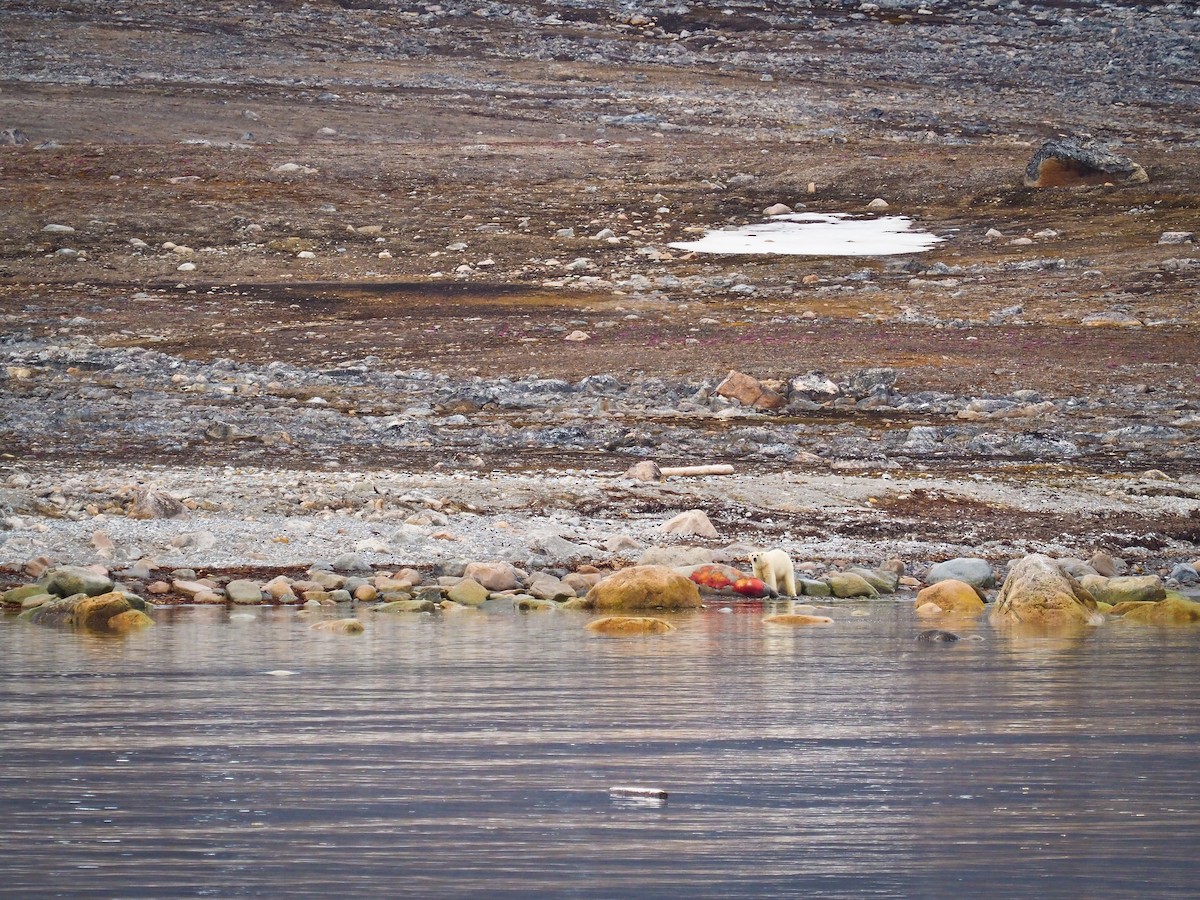 Polar Bear - ML646387030