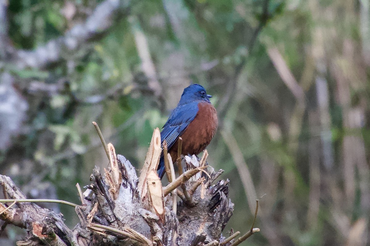 Roquero Ventrirrufo - ML646387031