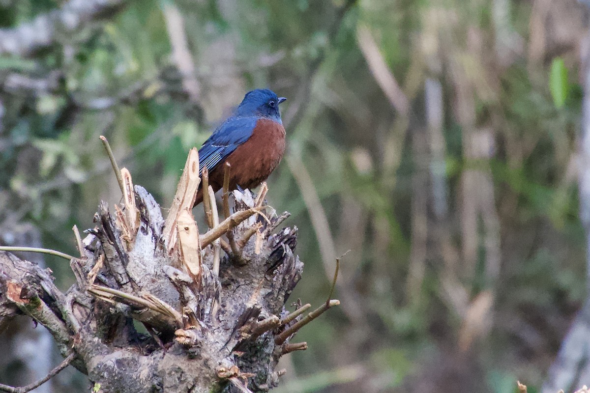 Roquero Ventrirrufo - ML646387032