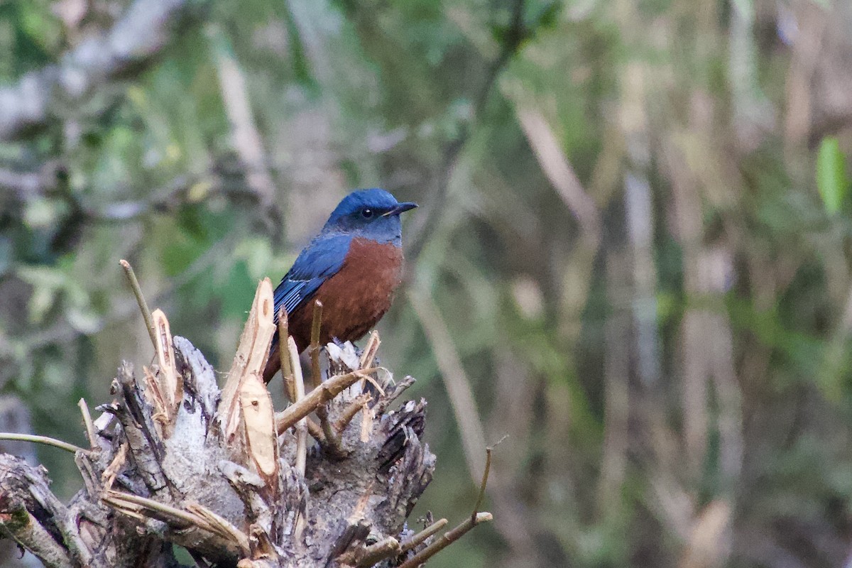 Roquero Ventrirrufo - ML646387033