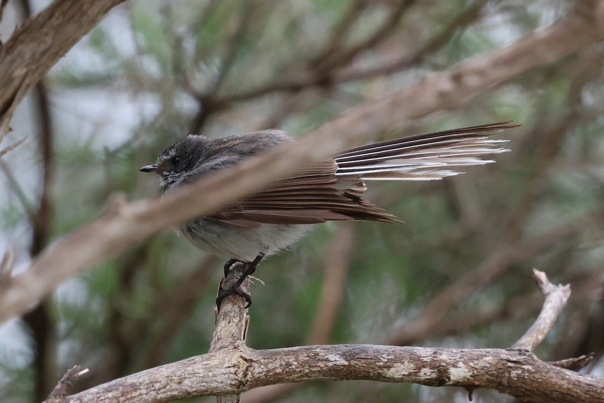 Abanico Gris - ML646387036