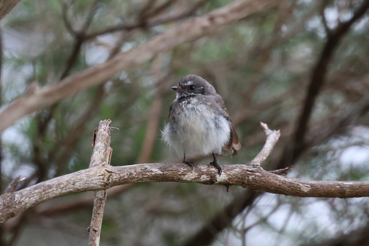 Abanico Gris - ML646387037