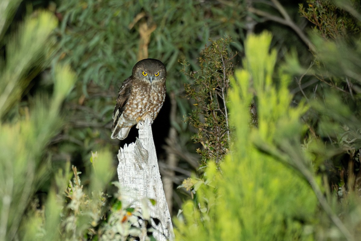 Nínox Tasmano - ML646387038