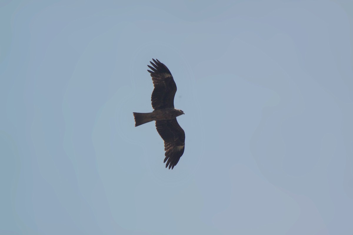 Milano Negro - ML646387039