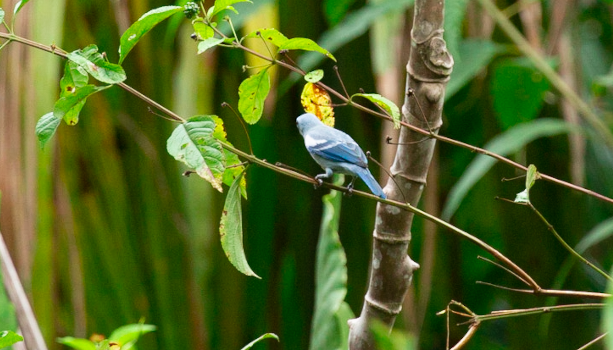 Tangara Azuleja (grupo episcopus) - ML646387040