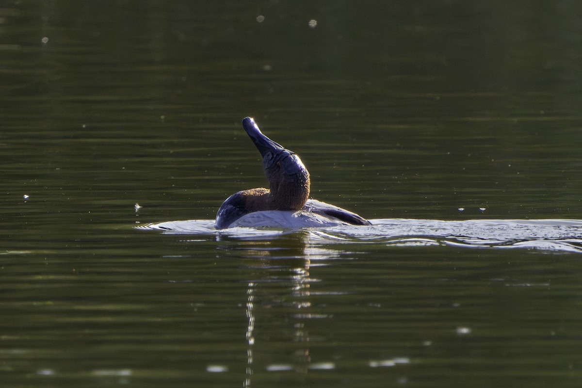 Porrón Coacoxtle - ML646387041