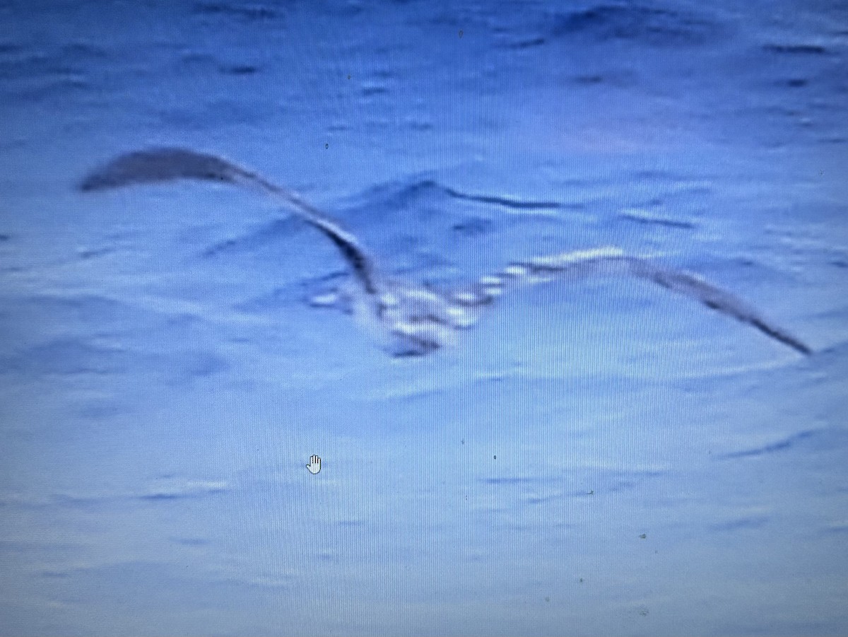 Piquero Patirrojo - ML646387042