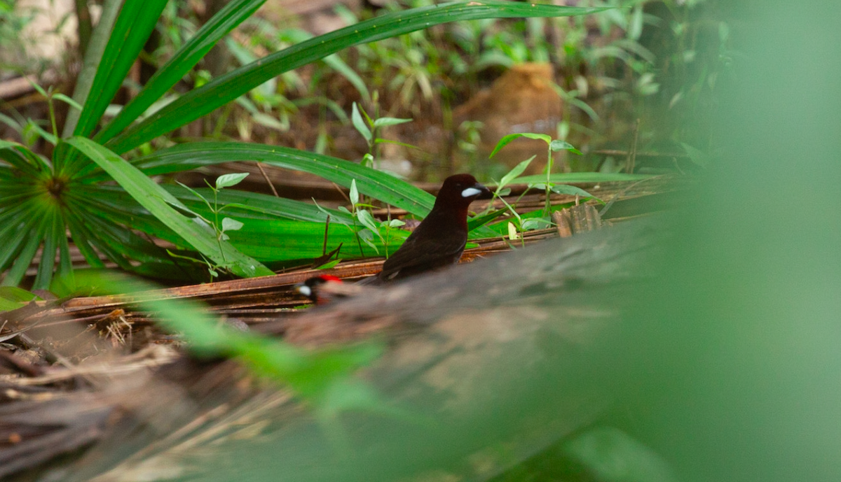 Tangara Picoplata - ML646387044