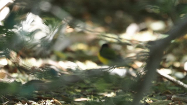 Болотянка чорногорла - ML646387046