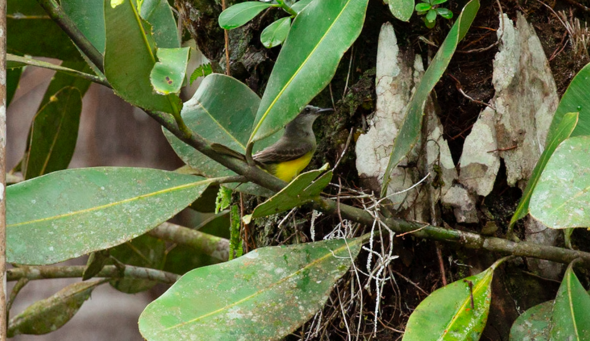 Tirano Palmero - ML646387047