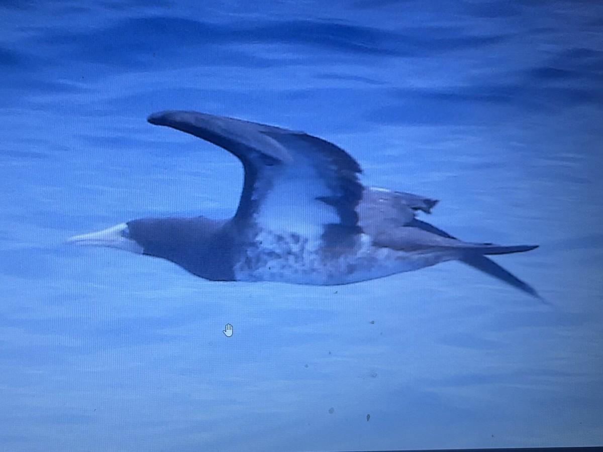 Piquero Pardo - ML646387048