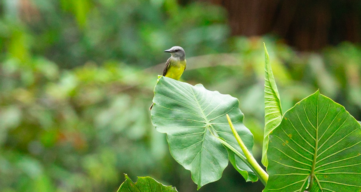 Tirano Palmero - ML646387050