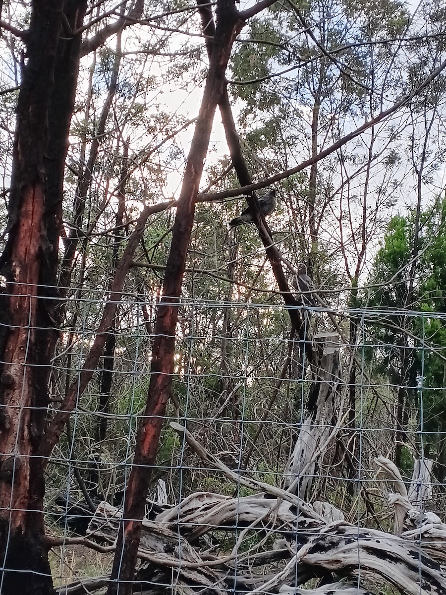 Pied Currawong - ML646387051