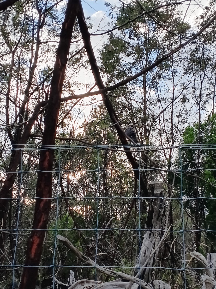 Pied Currawong - ML646387052