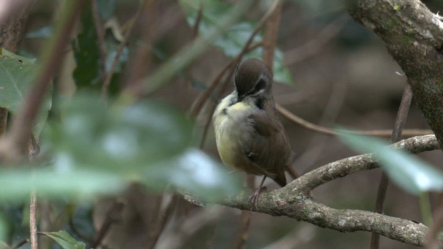 White-browed Scrubwren (Buff-breasted) - ML646387054