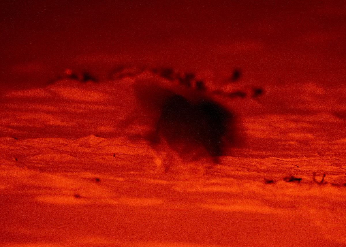 Little Penguin - ML646387056