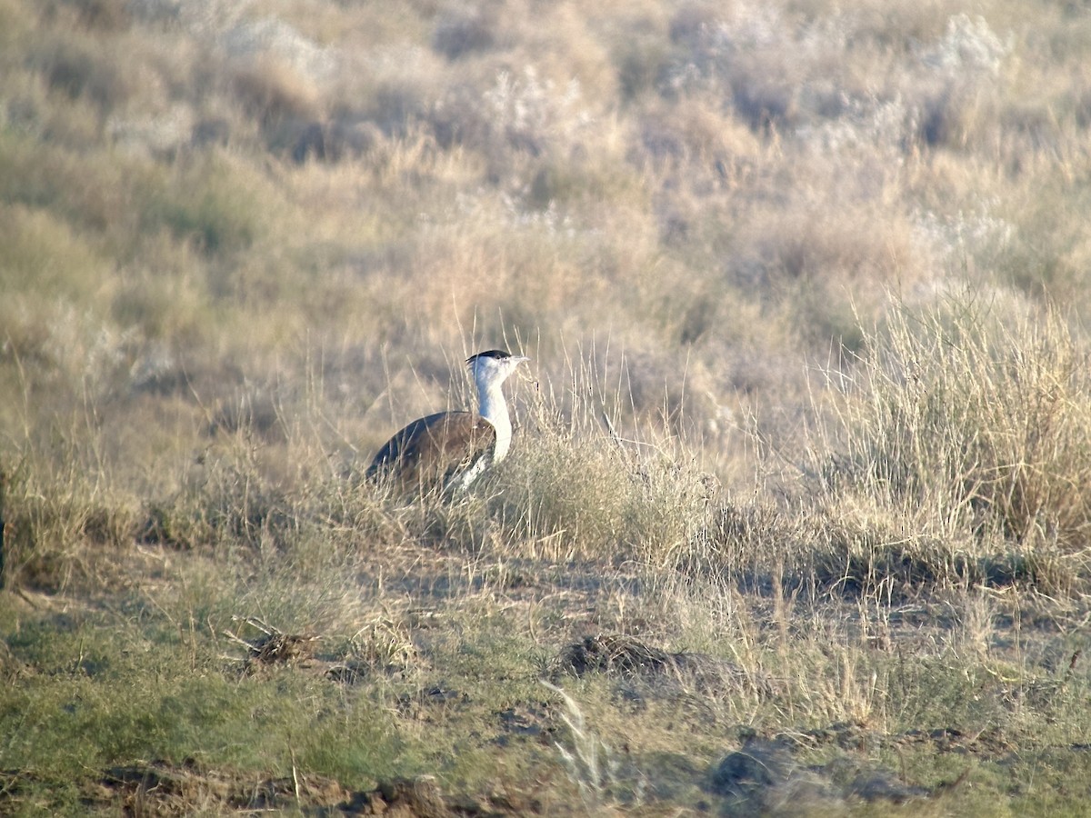 Avutarda India - ML646387057