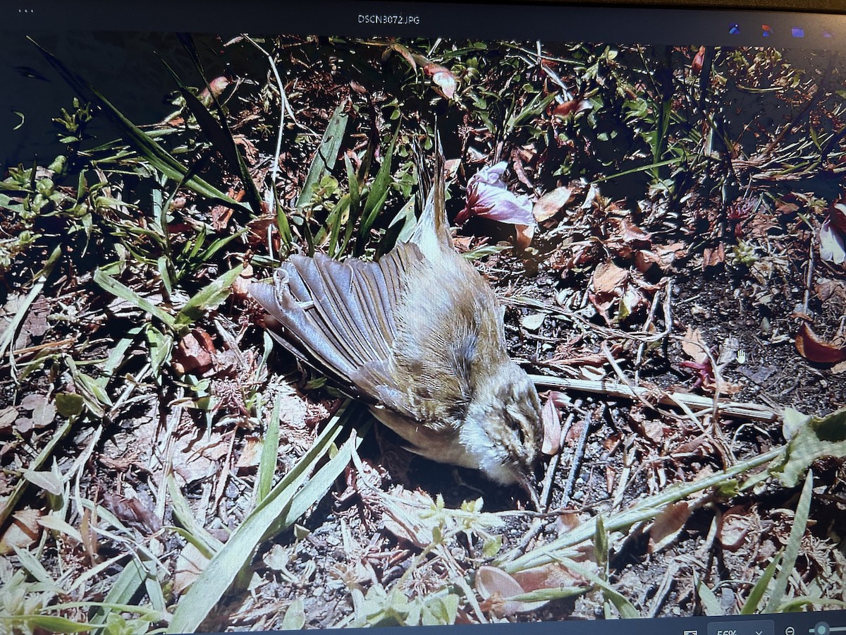 Mosquitero Borealoide - ML646387060