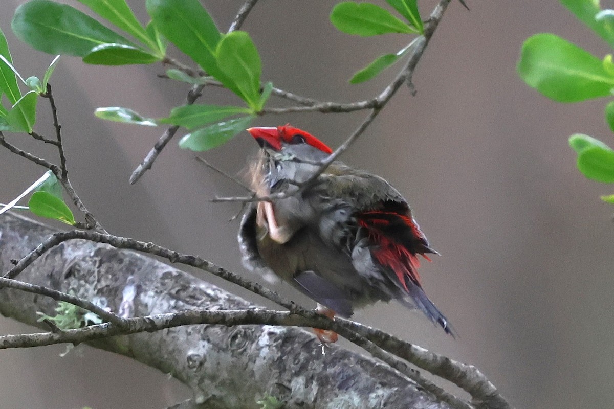 Diamante Cejirrojo - ML646387061