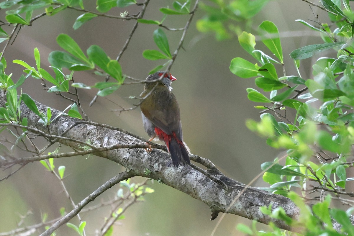 Diamante Cejirrojo - ML646387062