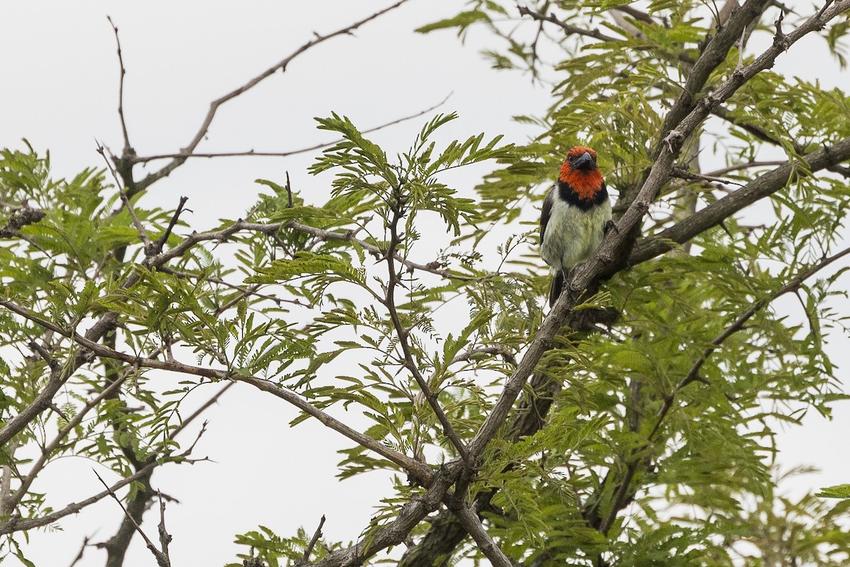 Barbudo Acollarado - ML646387063