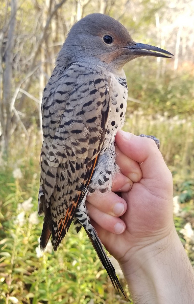 Carpintero Escapulario (Rojizo) - ML646387064