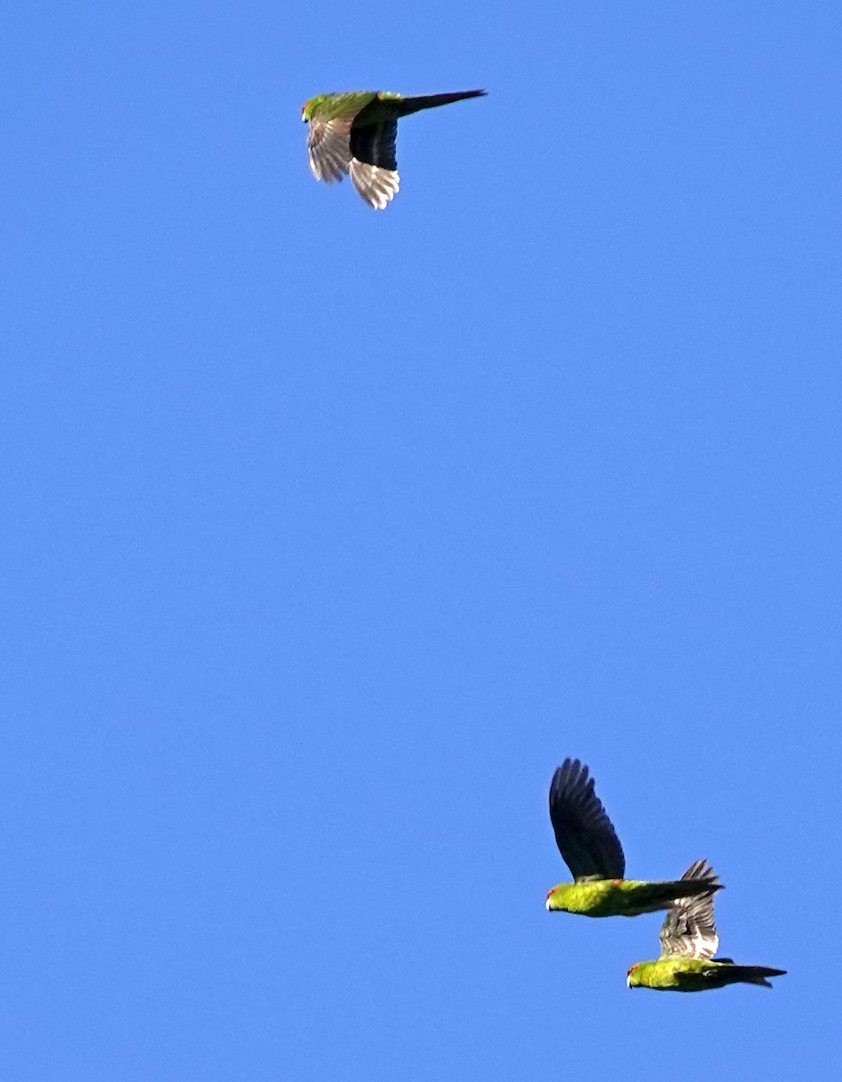 Perico Maorí Cabecirrojo - ML646387065