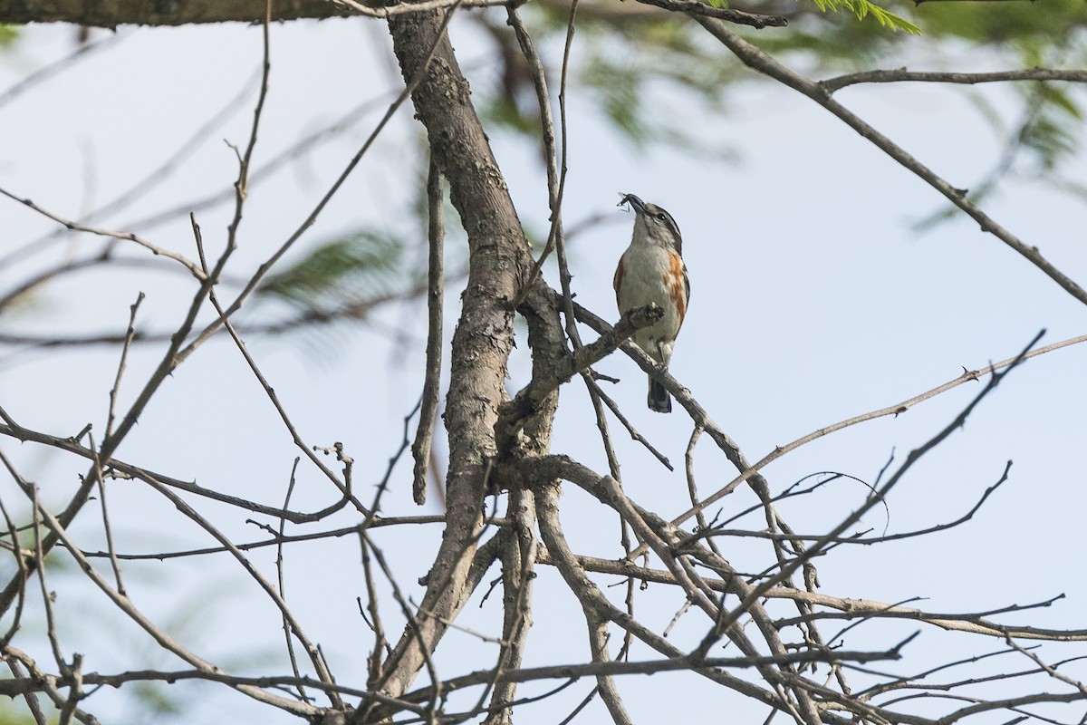 Brubru - ML646387066