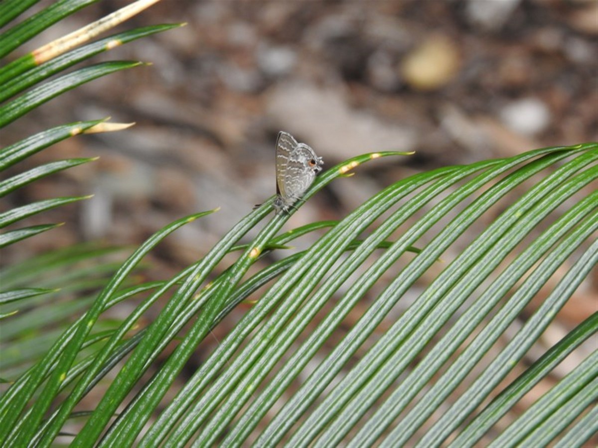 Cycad blue - ML646387069