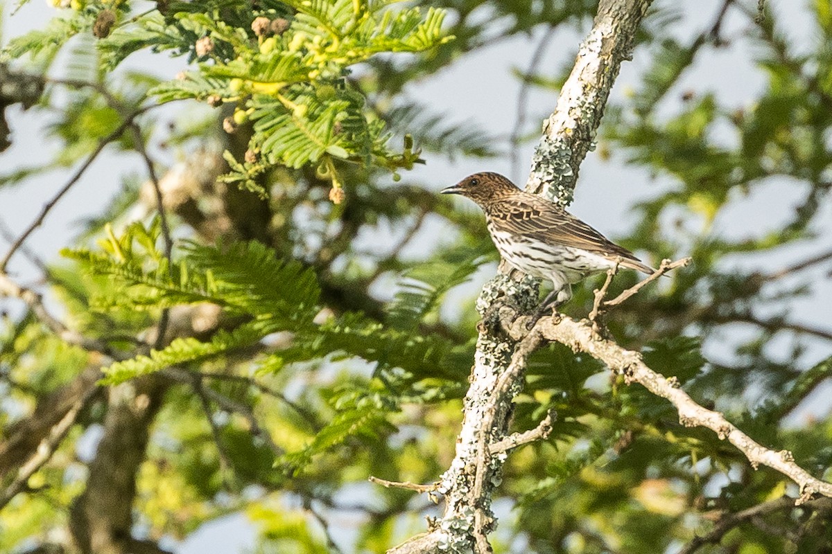 Violet-backed Starling - ML646387070