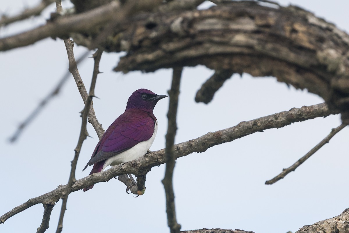 Violet-backed Starling - ML646387071