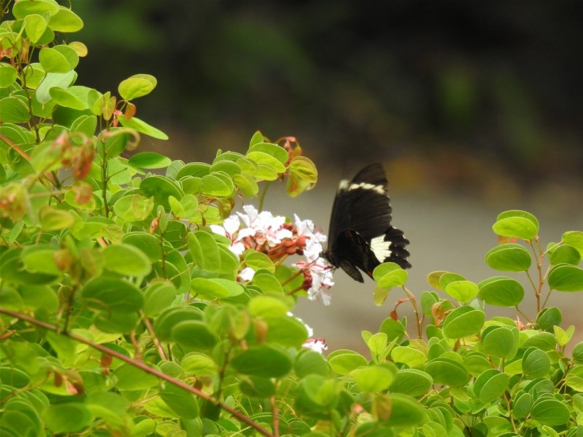 Парусник эгей - ML646387074