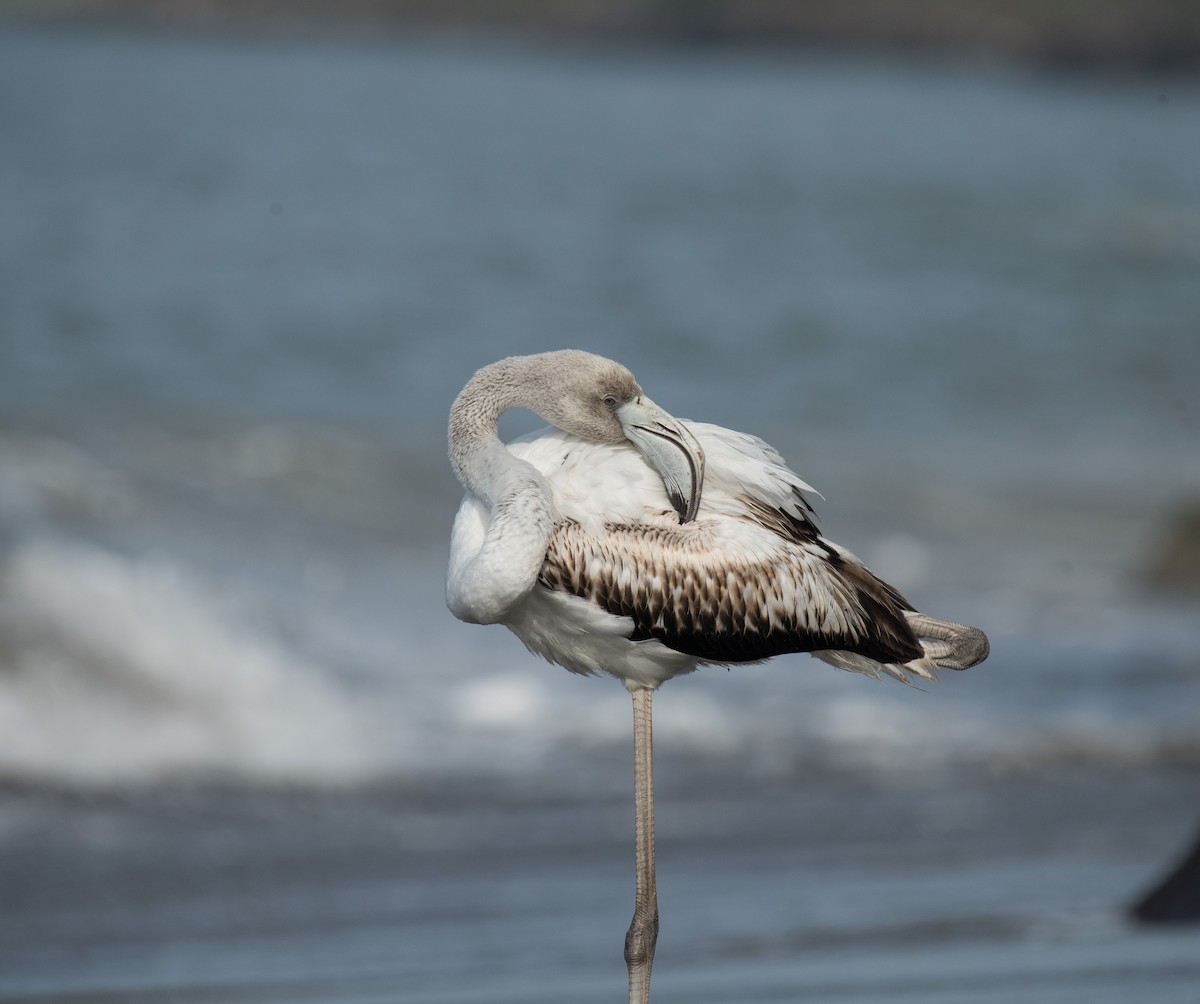 Greater Flamingo - ML646387075