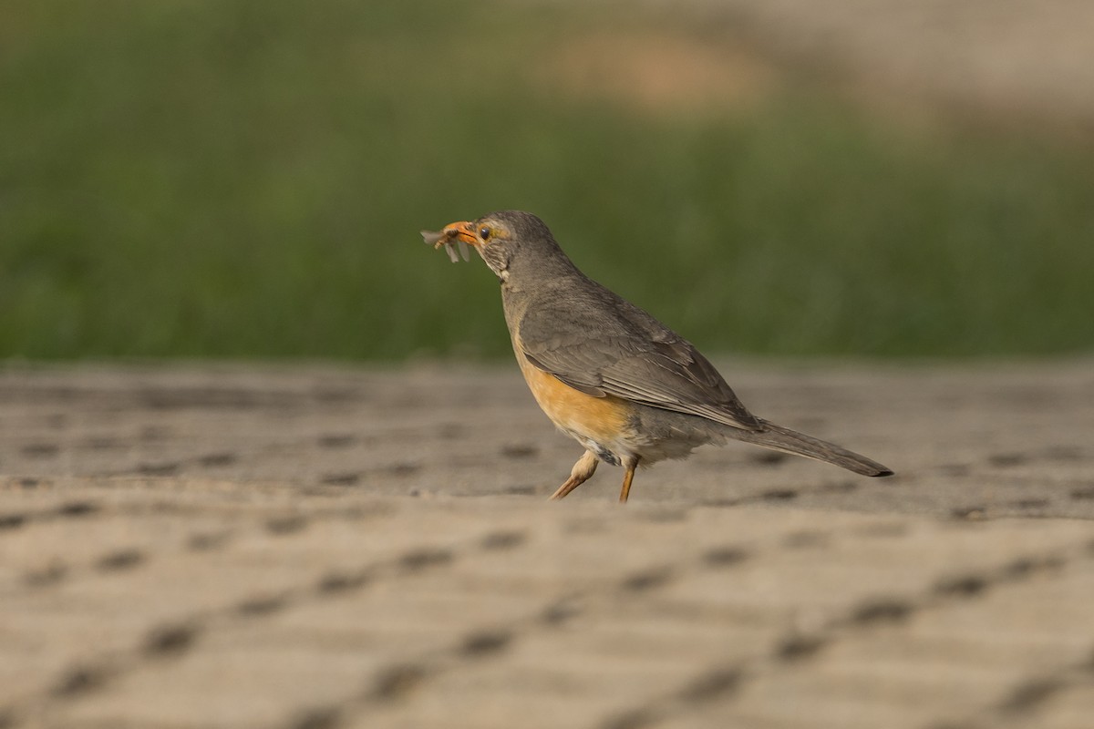 Kurrichane Thrush - ML646387076