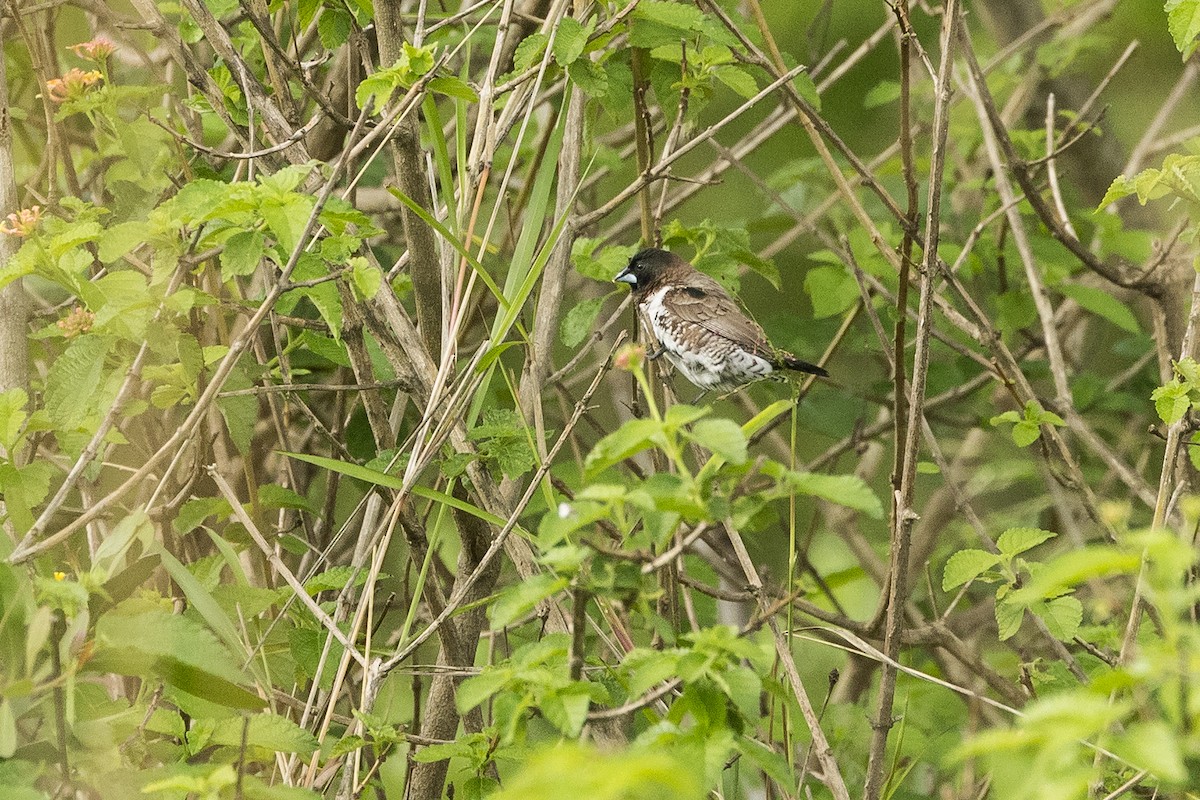 Bronze Mannikin - ML646387079