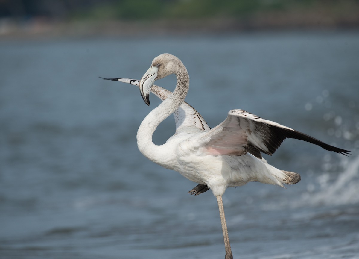 Greater Flamingo - ML646387084