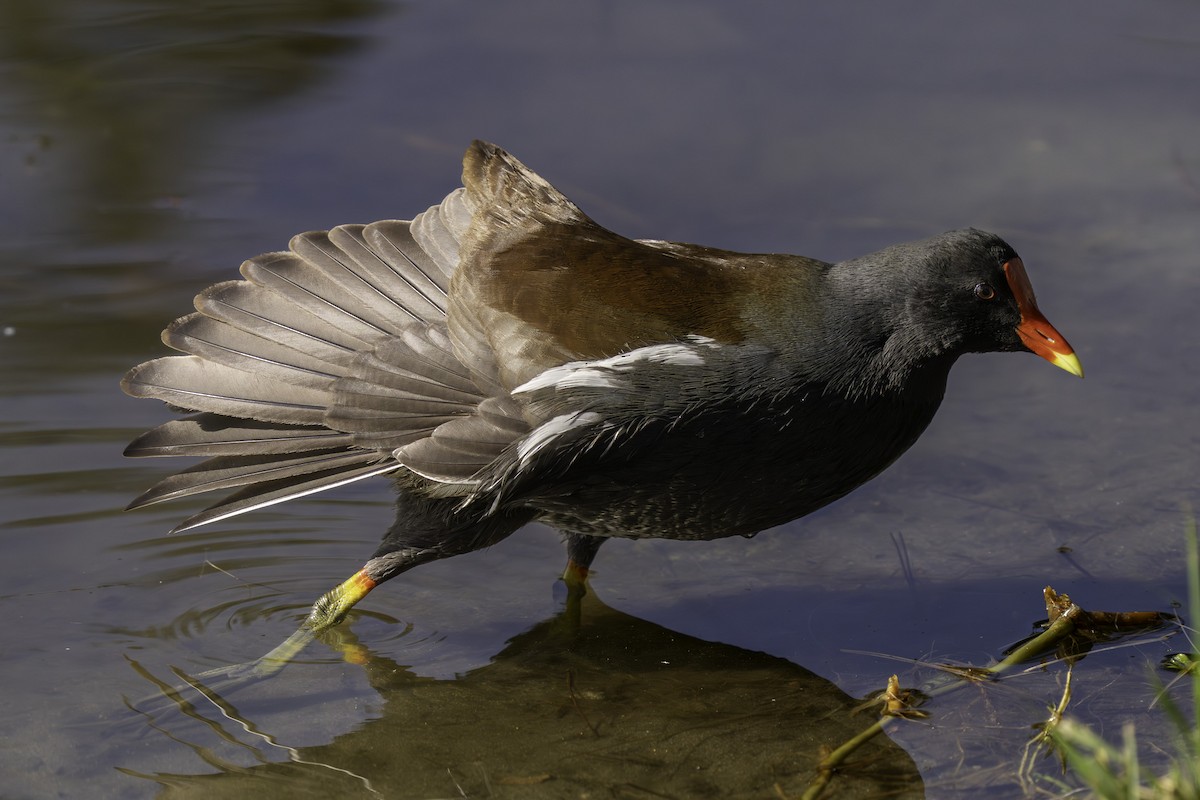 Курочка латиноамериканська - ML646387093